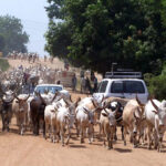 Südsudan Rinderherde Straße