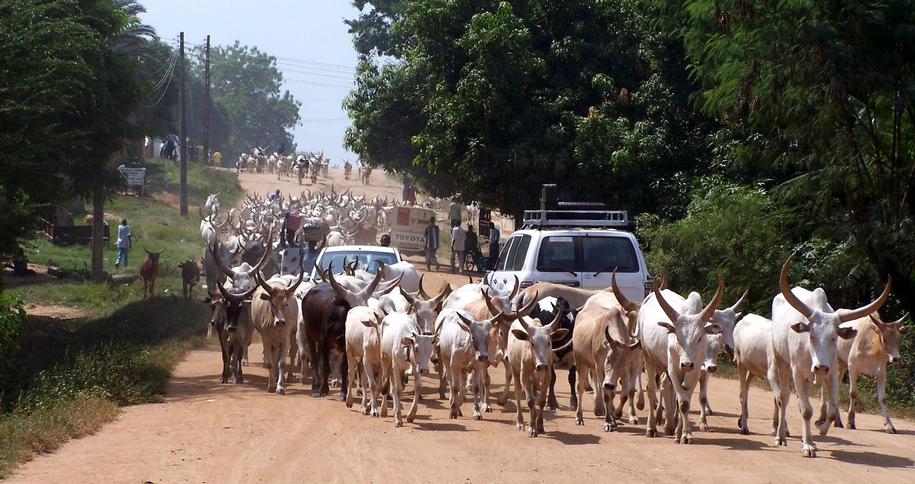 Südsudan Rinderherde Straße