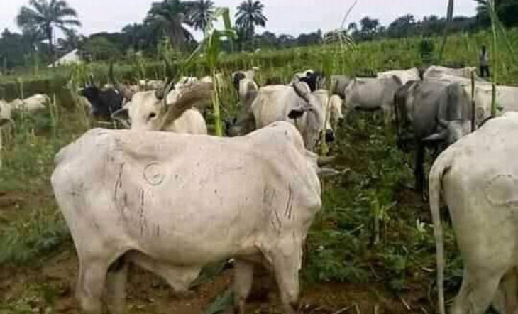 Nigeria Fulani Rinderherde